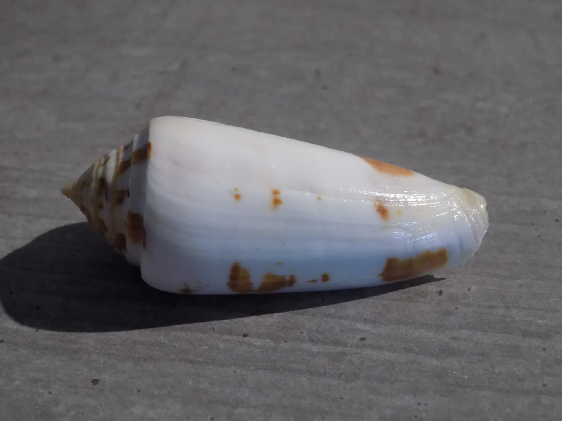 CONIDAE PIONOCONUS GUBERNATOR