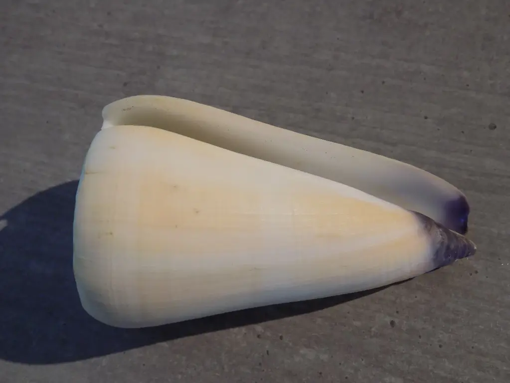 CONIDAE VIRGICONUS VIRGO XL