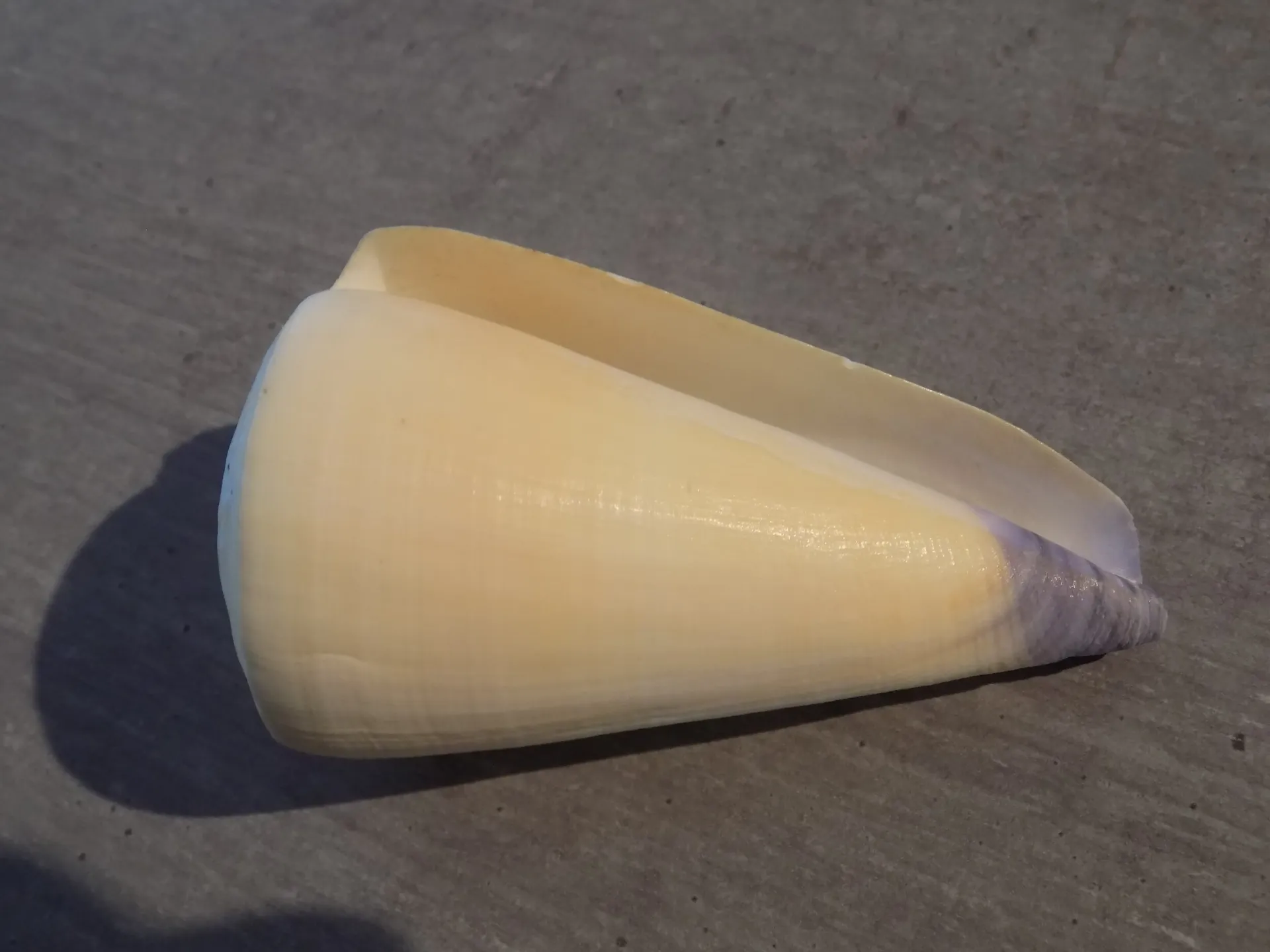 CONIDAE VIRGICONUS VIRGO XL