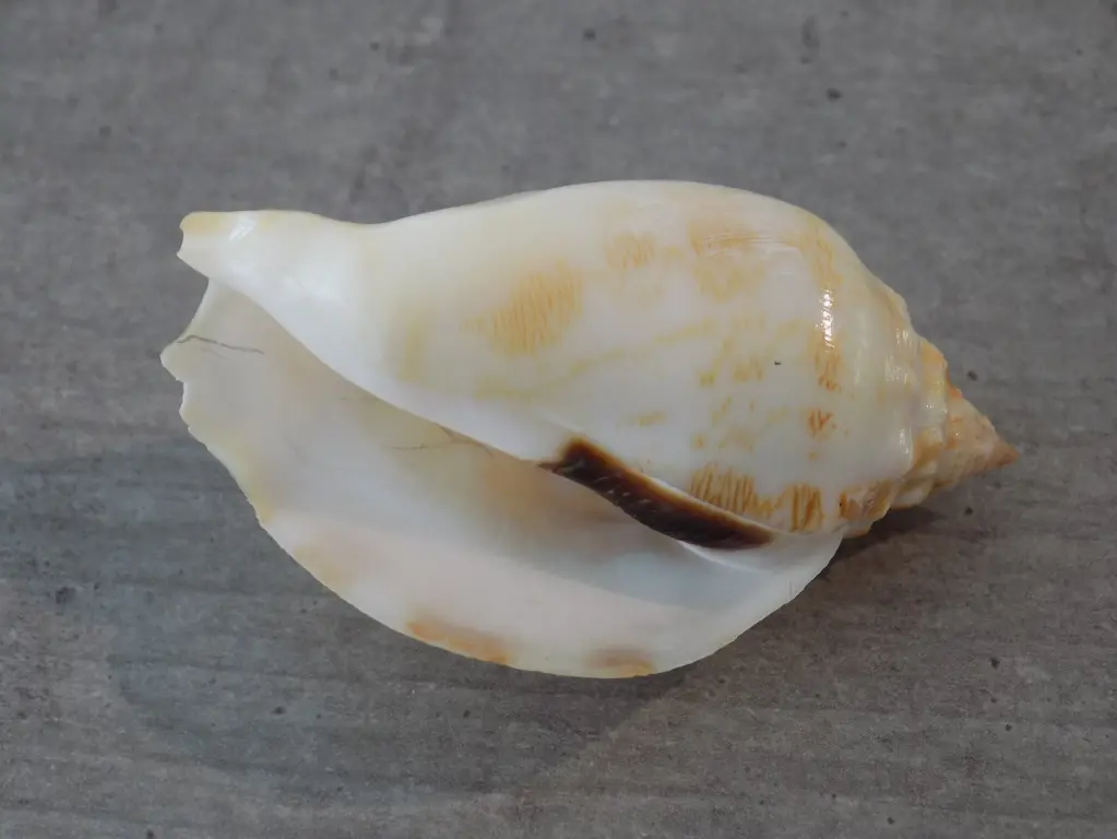 STROMBIDAE BARNEYSTROMBUS KLECKHAMAE BOHOLENSIS P/C