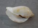 STROMBIDAE BARNEYSTROMBUS KLECKHAMAE BOHOLENSIS