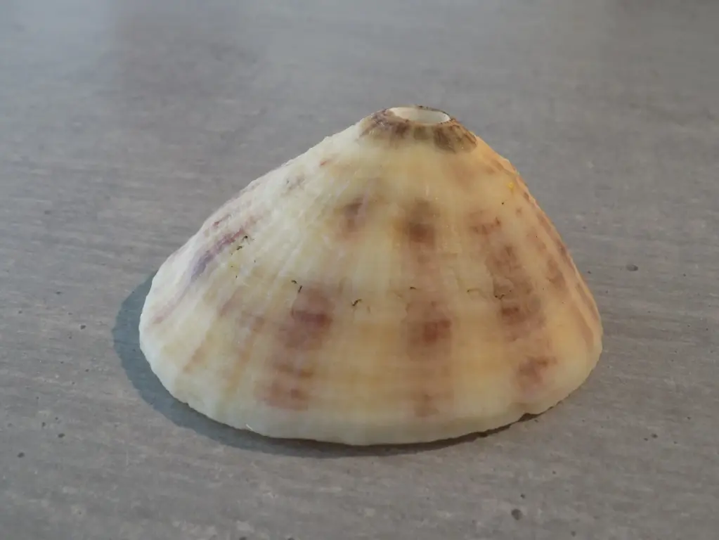 FISSURELLIDAE FISSURELLA LATA XL