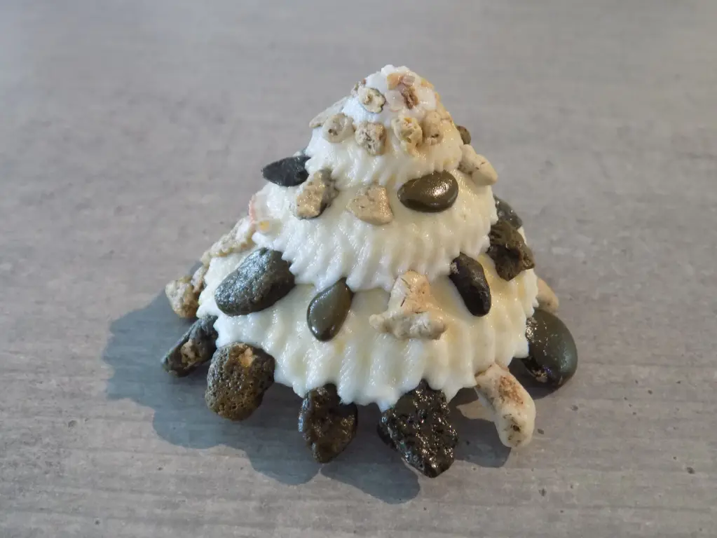 XENOPHORIDAE XENOPHORA GRANULOSA XL