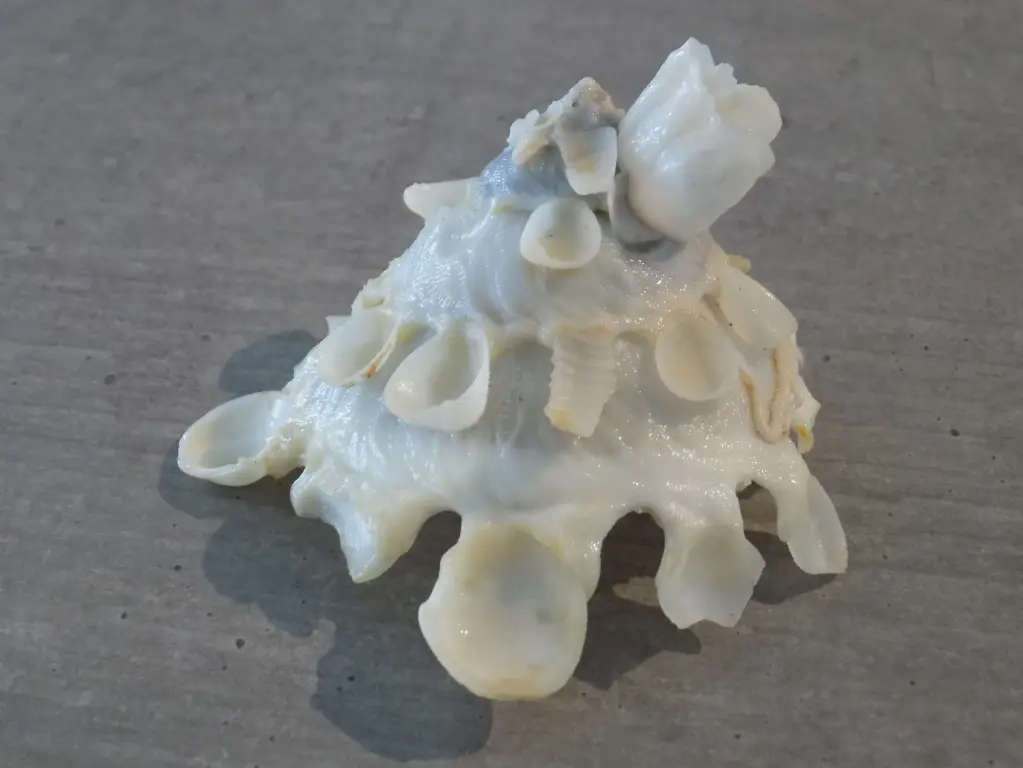 XENOPHORIDAE STELLARIA TESTIGERA PROFONDA