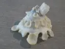 XENOPHORIDAE STELLARIA TESTIGERA PROFONDA