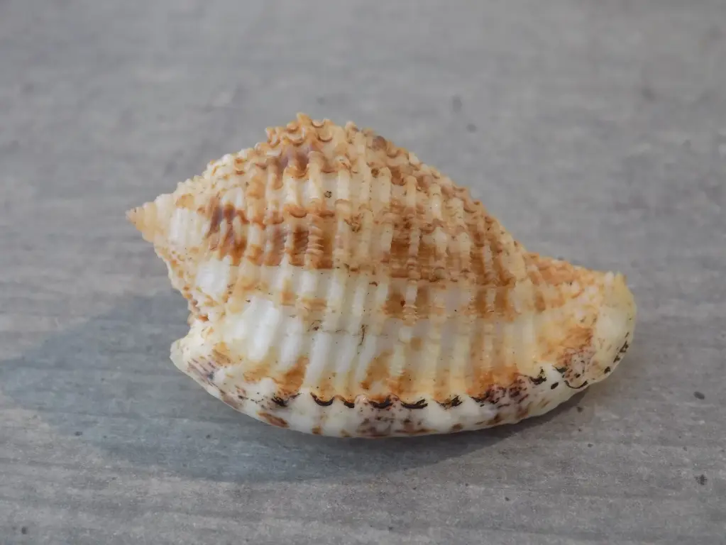 HARPIDAE MORUM UCHIYAMAI