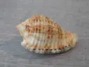 HARPIDAE MORUM UCHIYAMAI