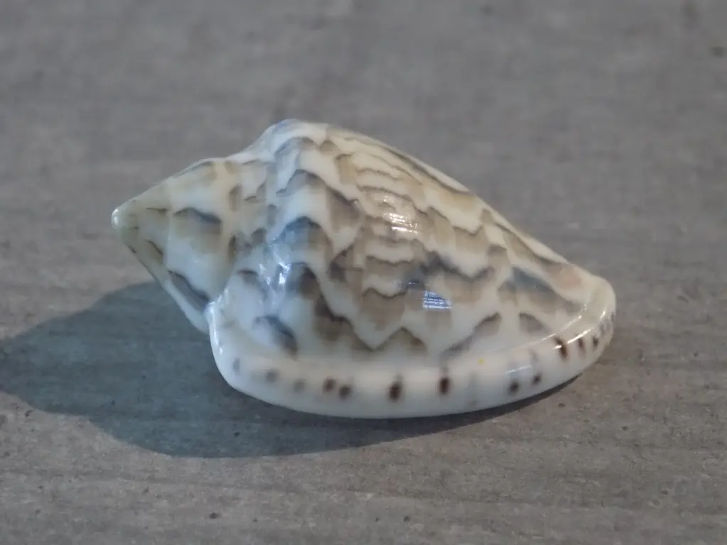 MARGINELLIDAE MARGINELLA NEBULOSA