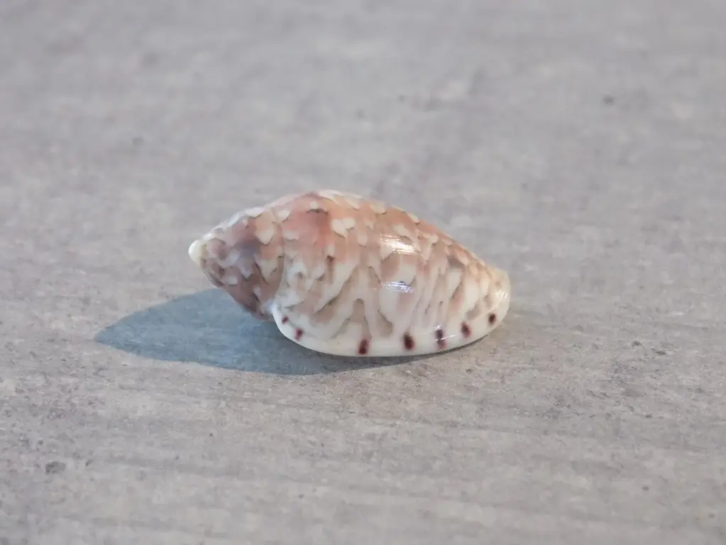 MARGINELLIDAE MARGINELLA ROSEA
