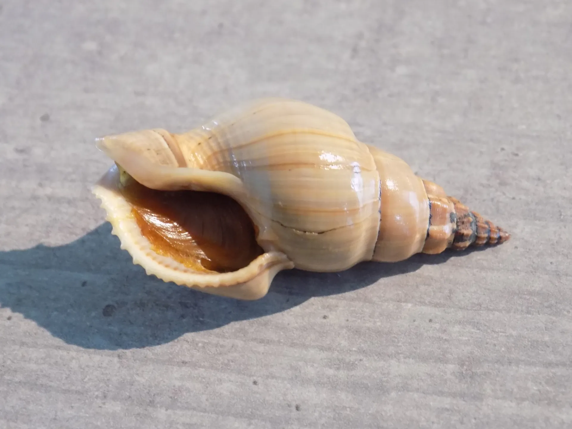 NASSARIIDAE NORTHIA NORTHIAE