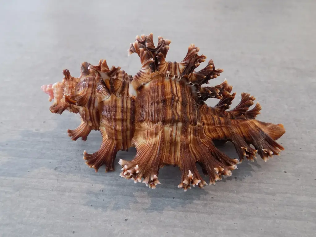 MURICIDAE CHICOREUS PALMAROSAE XL