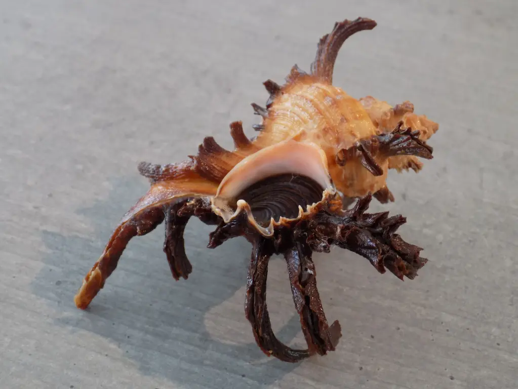 MURICIDAE CHICOREUS CORNUCERVI XL