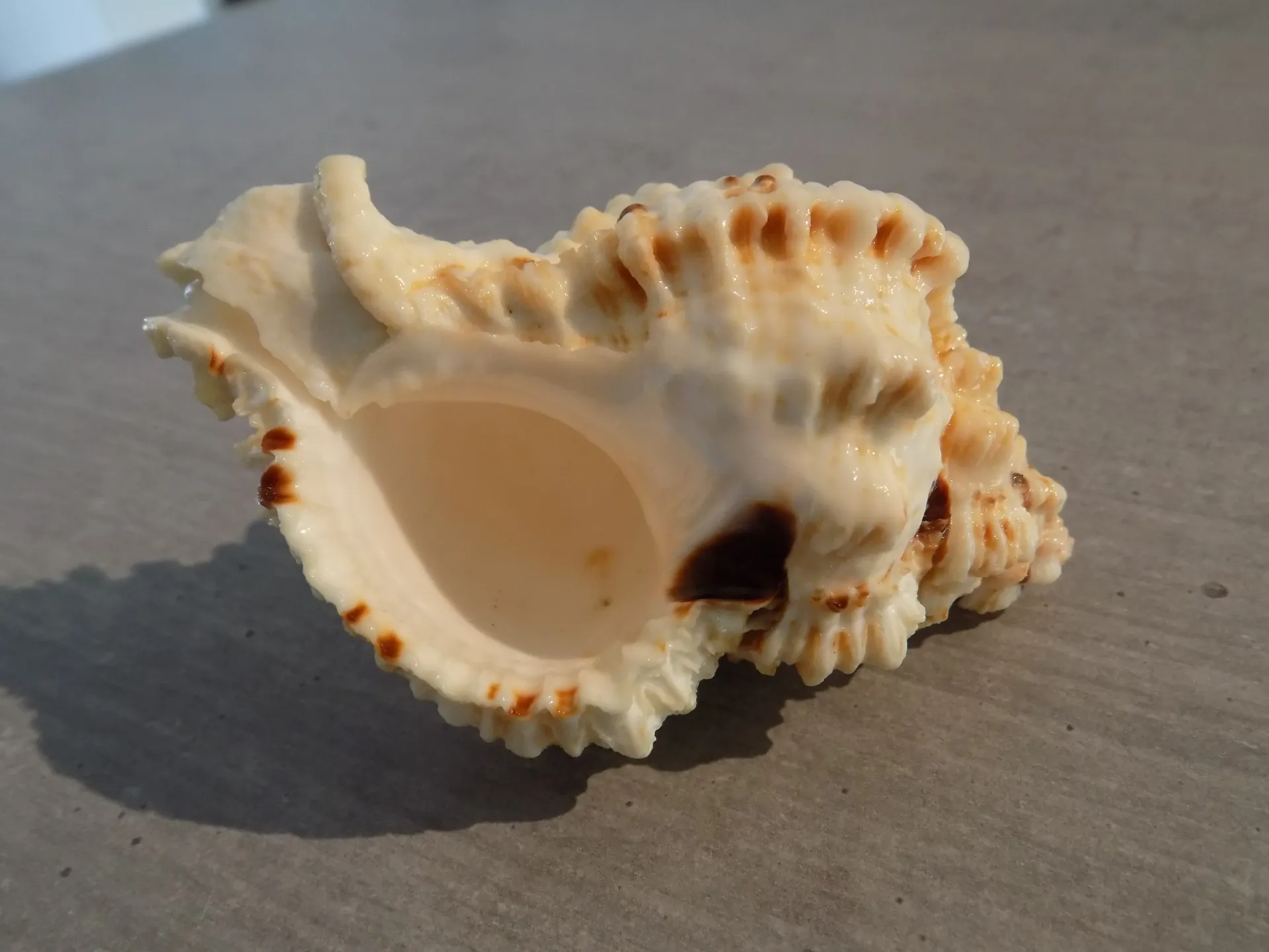 MURICIDAE PHYLLONOTUS OCULATUS