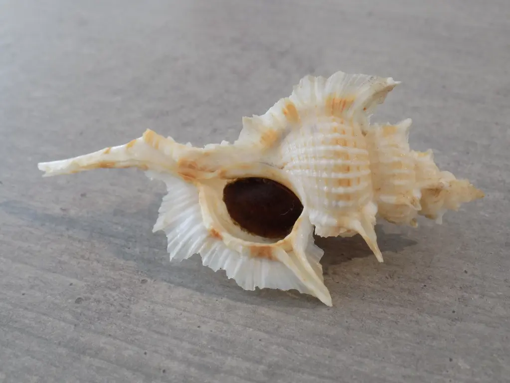 MURICIDAE SIRATUS BEAUII