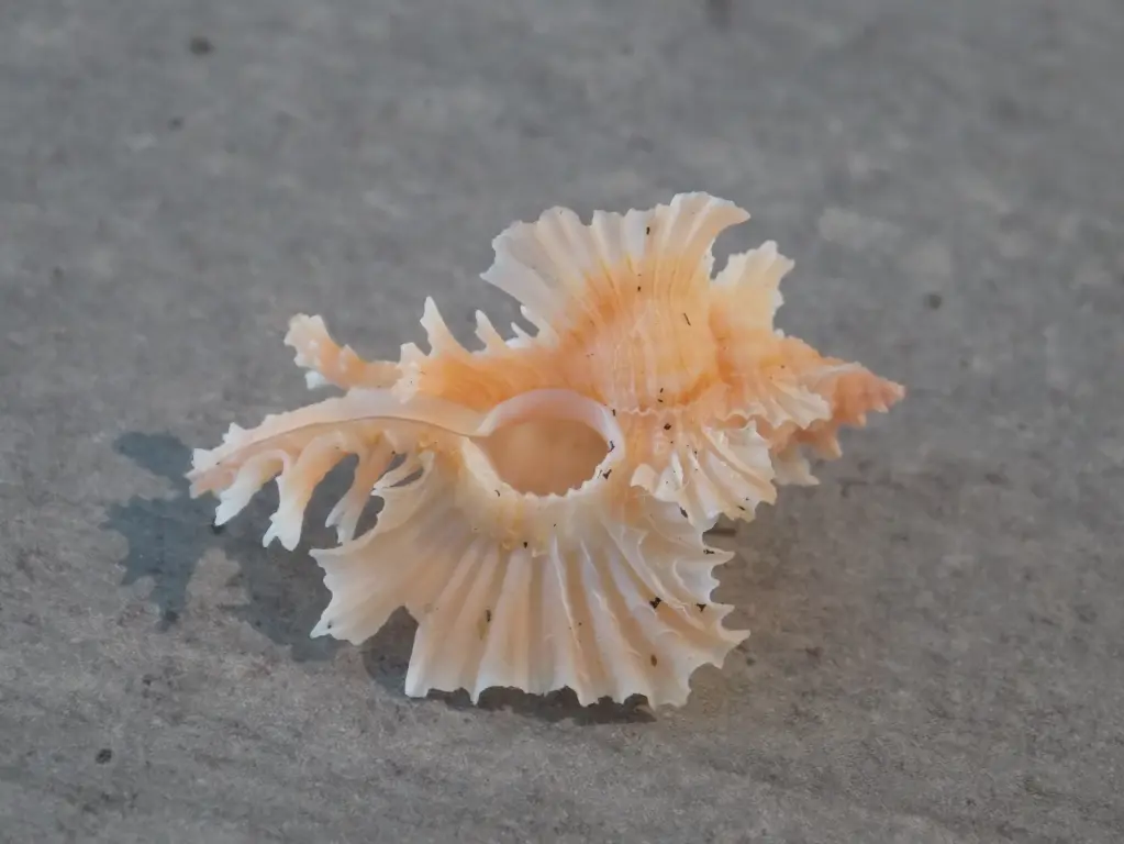 MURICIDAE CHICOREUS ORCHIDIFLORUS