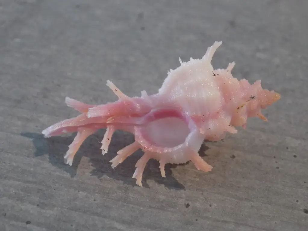 MURICIDAE CHICOREUS ROSSITERI