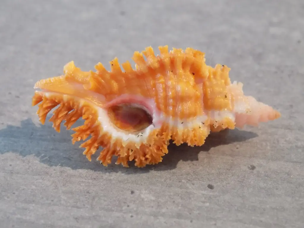 MURICIDAE CHICOREUS PENCHINATI