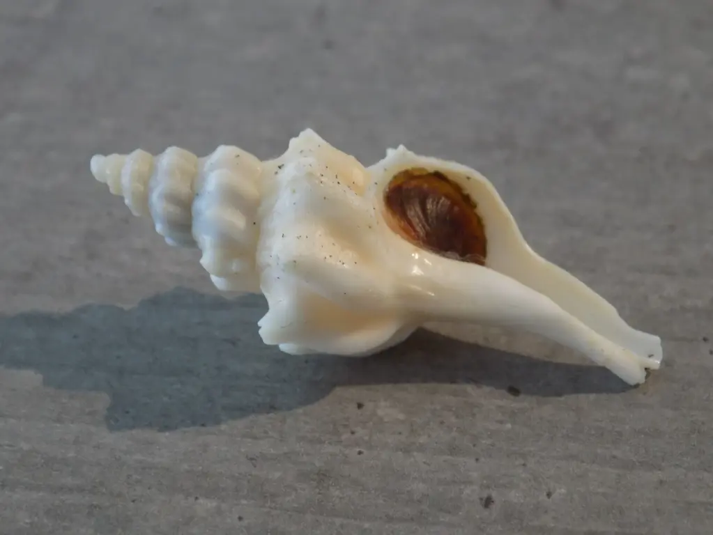 MURICIDAE PAGODULA FRASERI