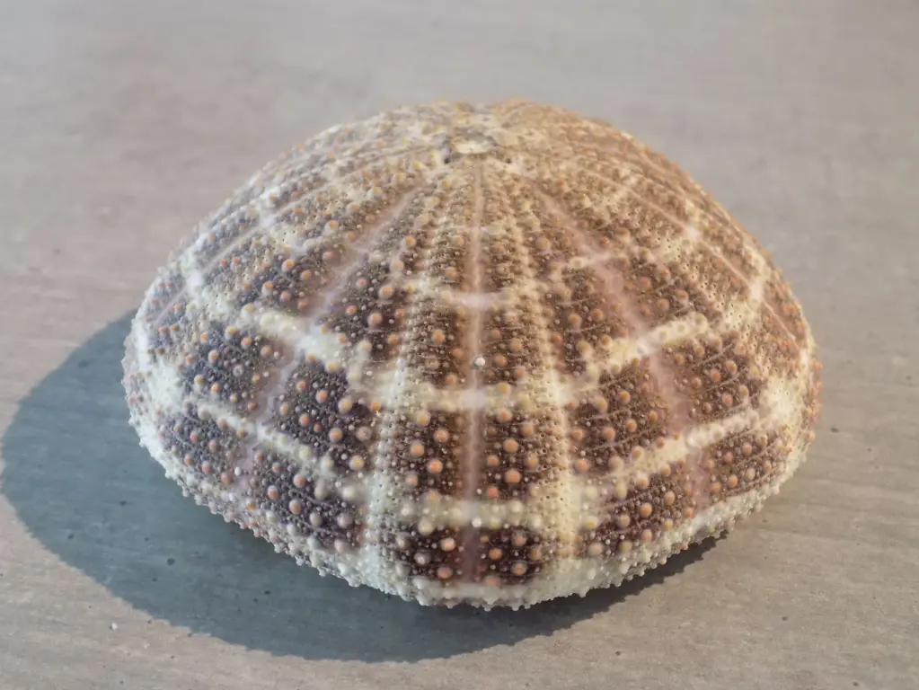 OURSIN ECHINOMETRIDAE ECHINOMETRA ALFONSO GATOR