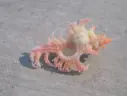 MURICIDAE CHICOREUS NOBILIS