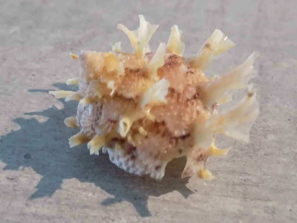 TURBINIDAE BOLMA GIRGYLLUS