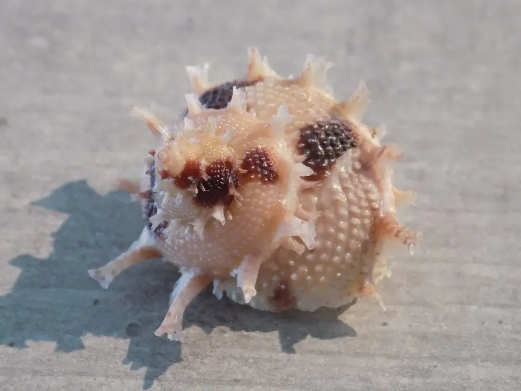 TURBINIDAE BOLMA GIRGYLLUS
