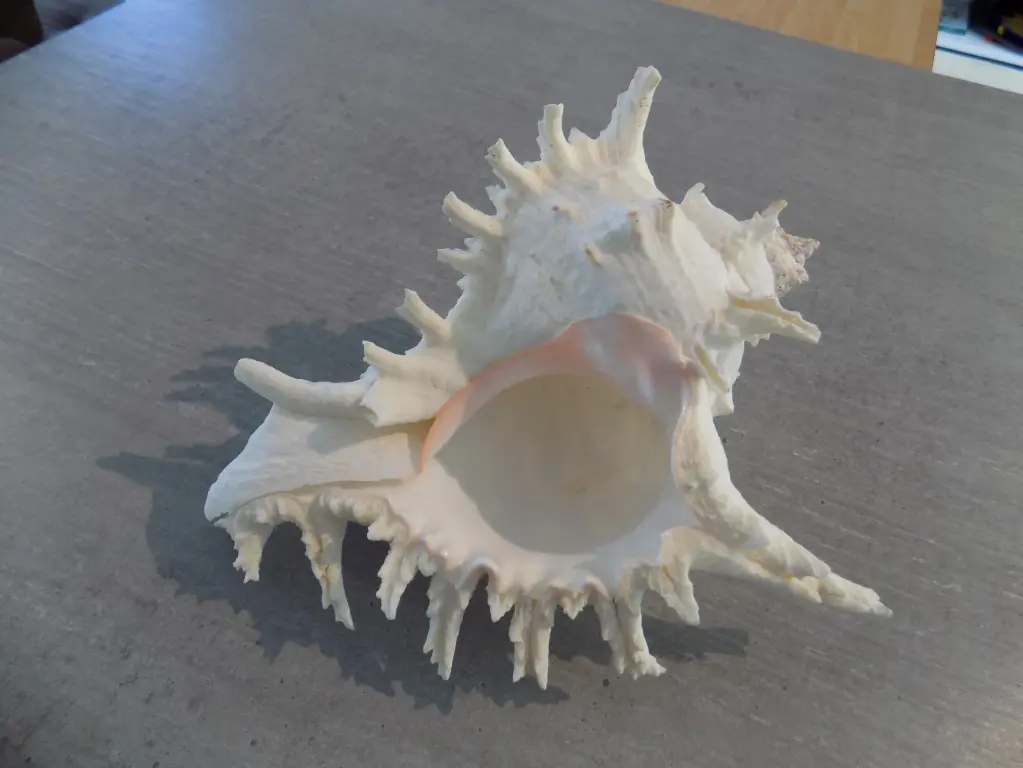 MUCICIDAE CHICOREUS RAMOSUS XL