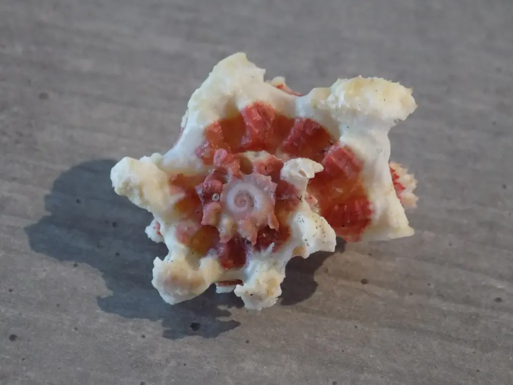 ANGARIIDAE ANGARIA ACULEATA 