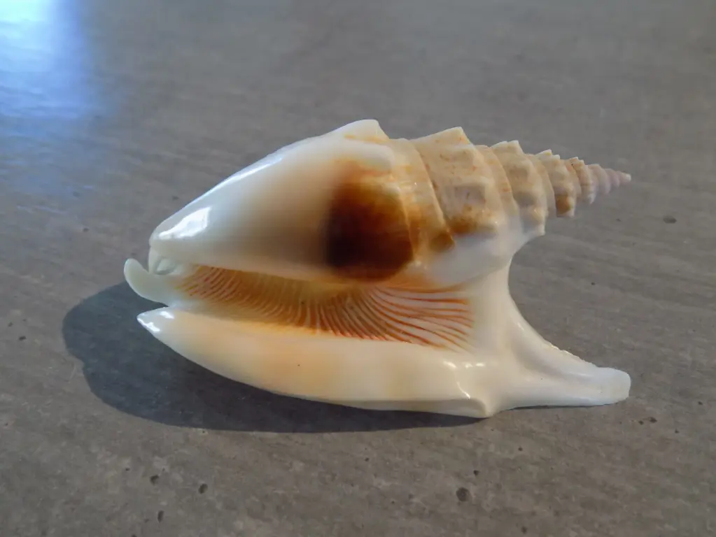 STROMBIDAE EUPROTOMUS VOMER XL