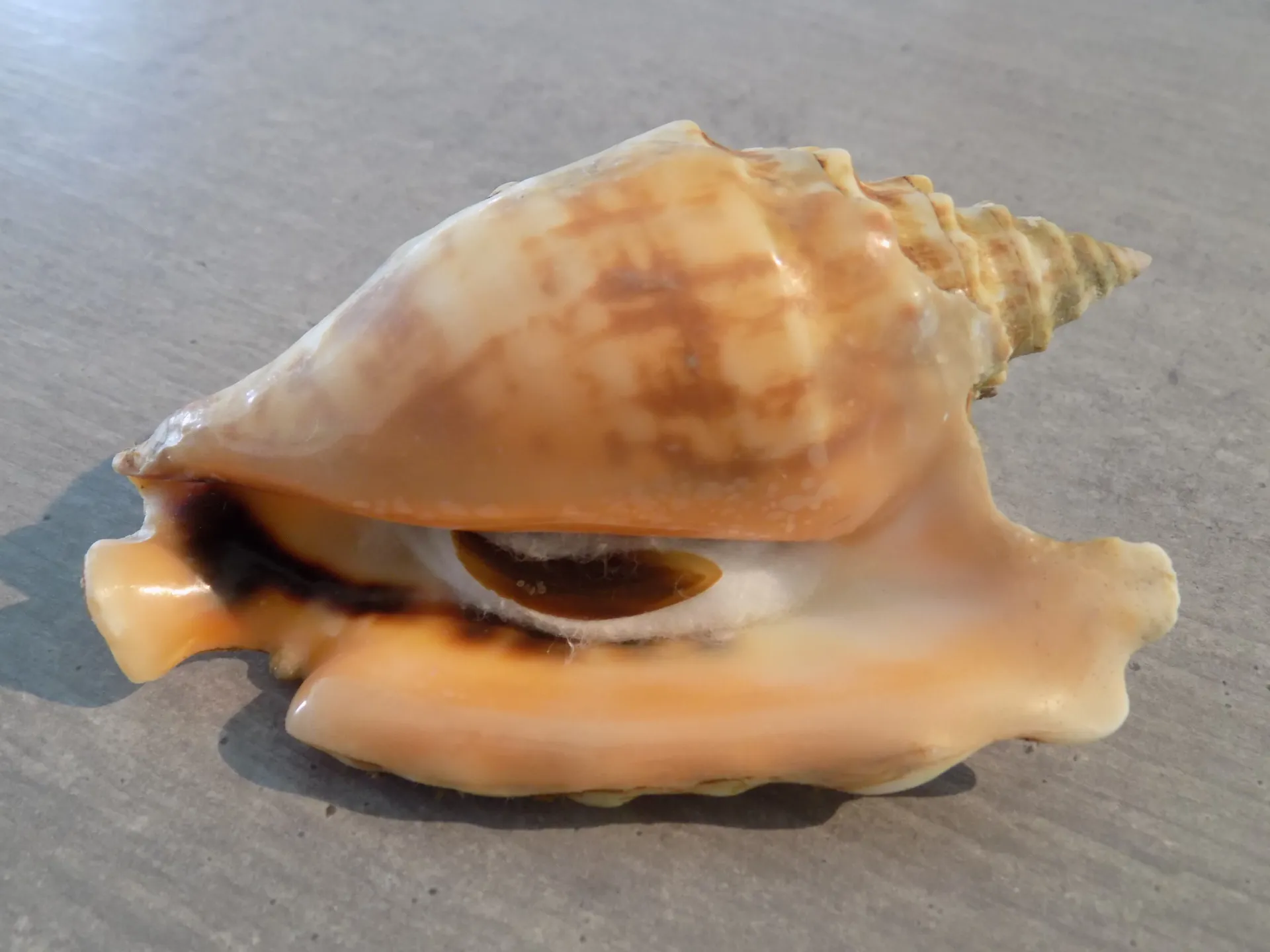 STROMBIDAE STROMBUS TRICORNIS OLDI