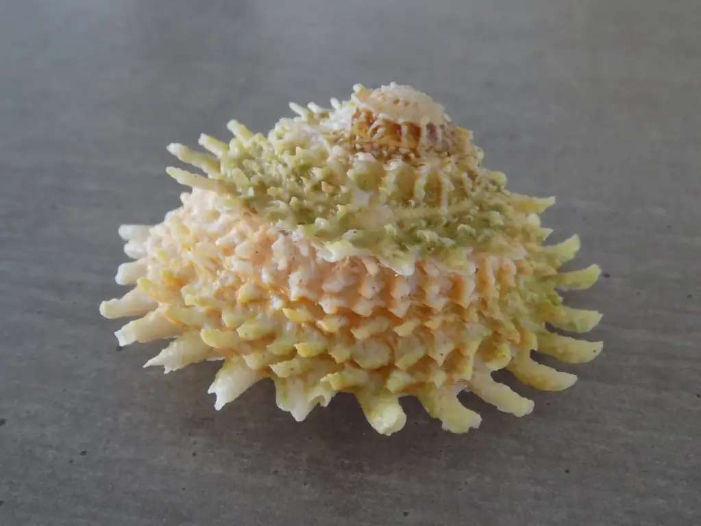 TURBINIDAE LITHOPOMA PHOEBIUM XL