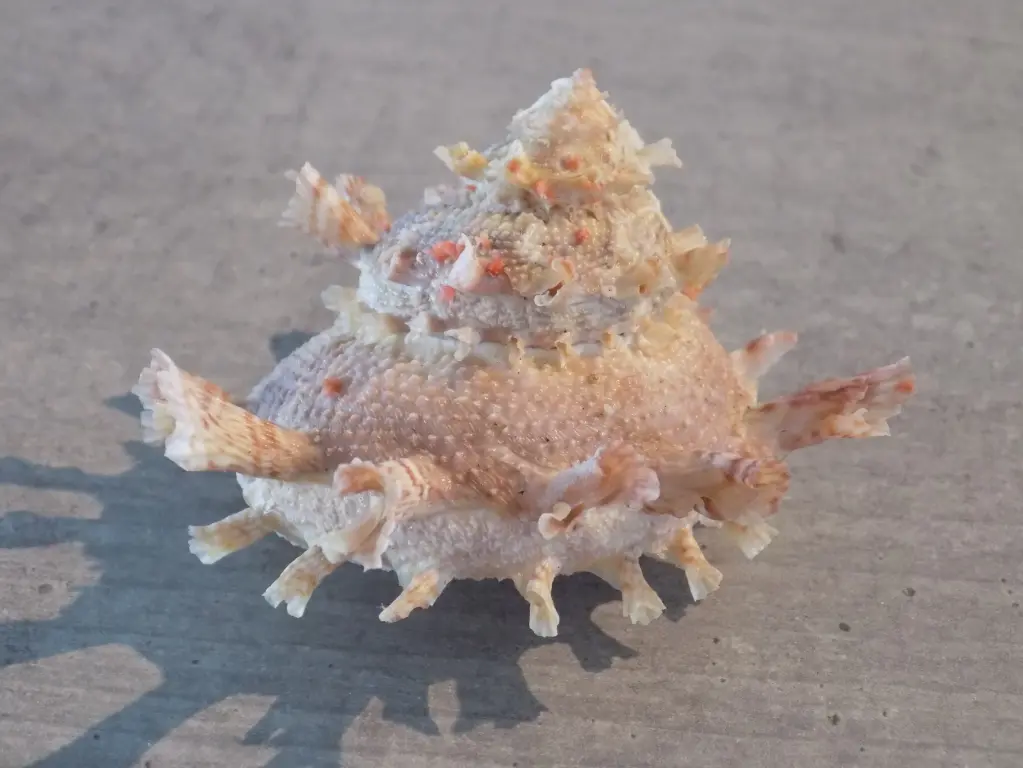 TURBINIDAE BOLMA GIRGYLLUS XL mauve