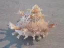 TURBINIDAE BOLMA GIRGYLLUS XL