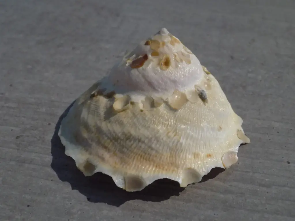XENOPHORIDAE STELLARIA CHINENSIS