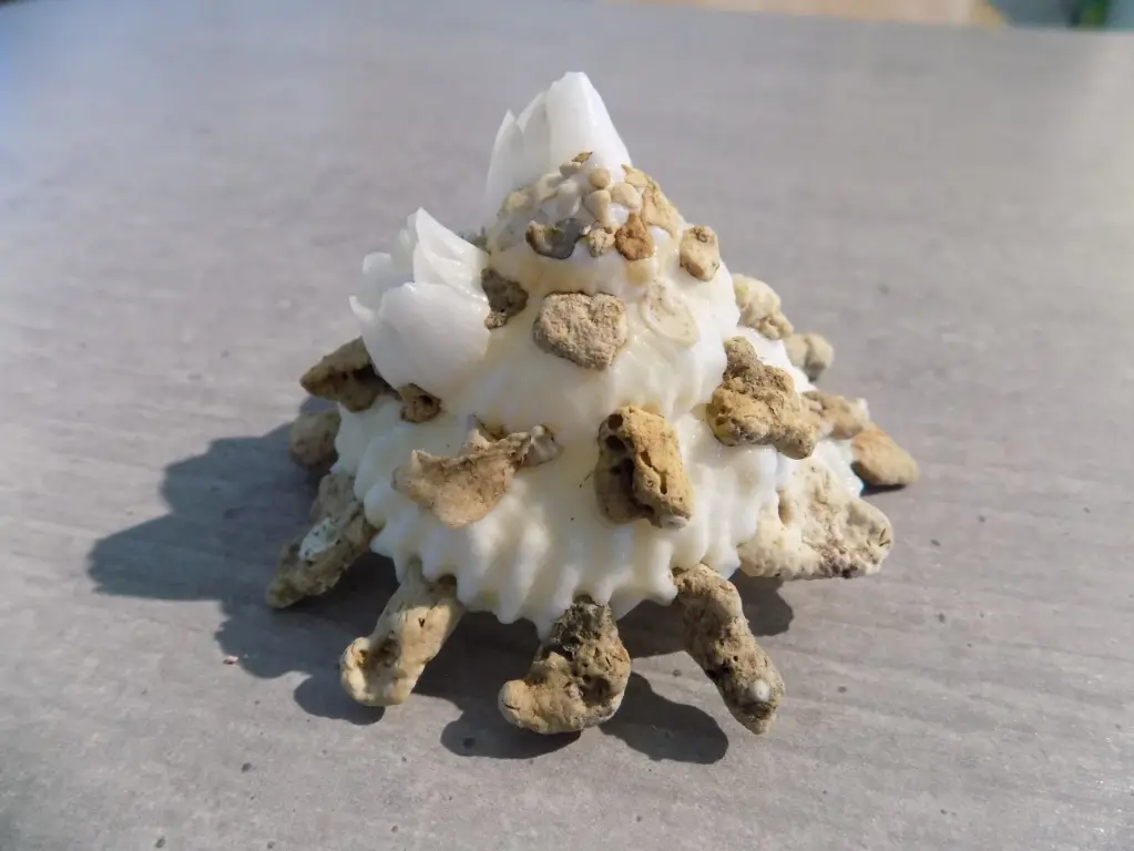 XENOPHORIDAE XENOPHORA GRANULOSA 