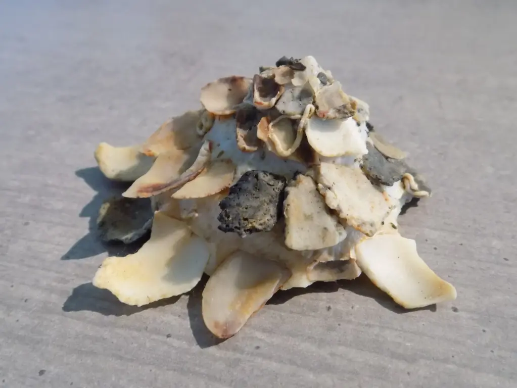 XENOPHORIDAE XENOPHORA CORRUGATA TULEARENSIS 