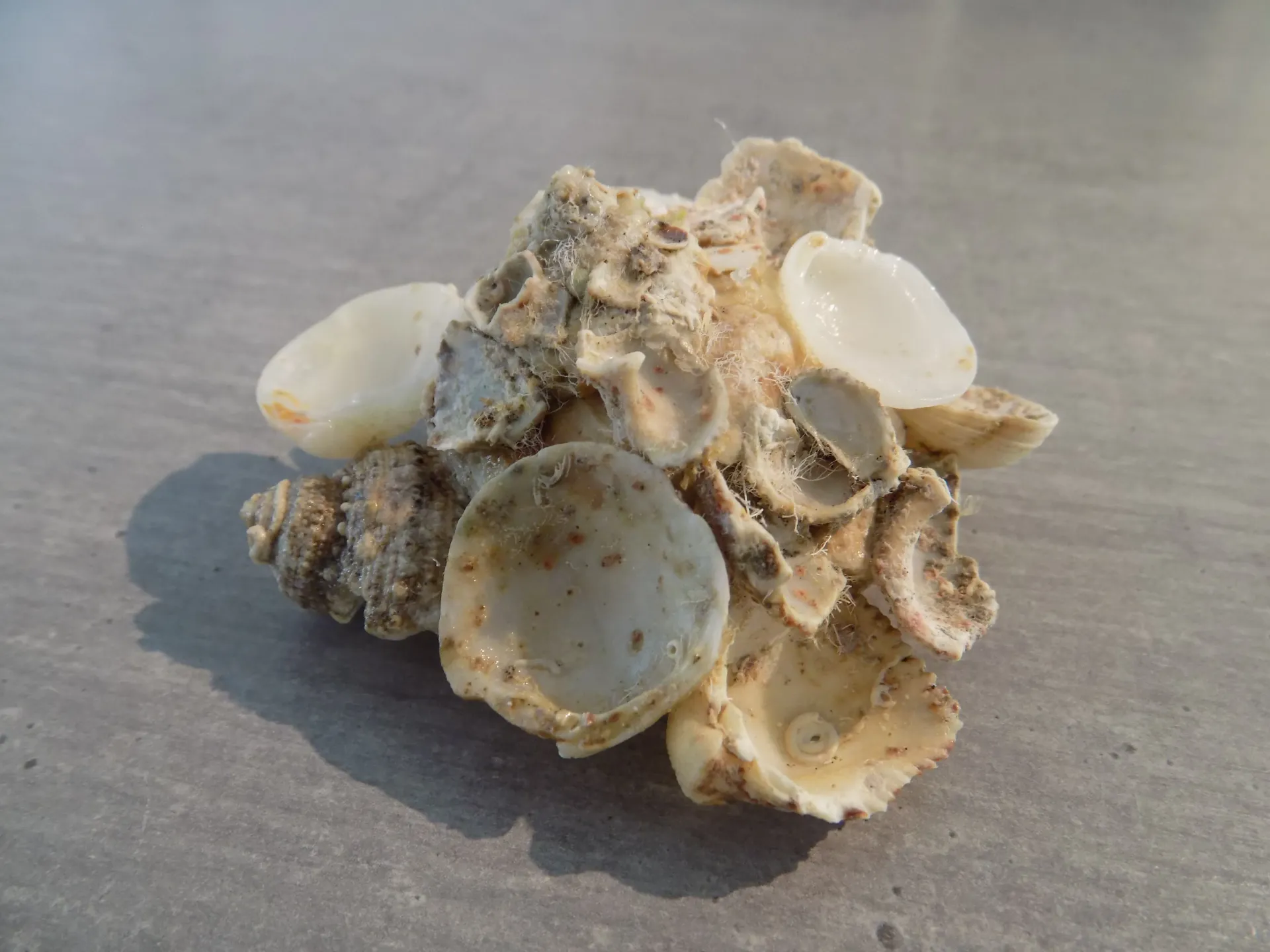 XENOPHORIDAE XENOPHORA CONCHYLIOPHORA