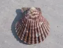 PECTINIDAE MIMACHLAMPS TOWNSENSI