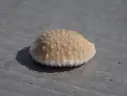 CYPRAEA NUCLEOLARIA GRANULATA 