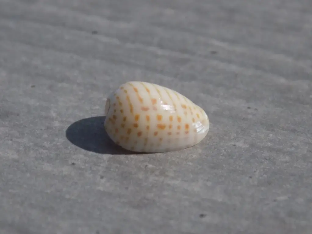 CYSTICIDAE PERSICULA PERSICULOCINGULATA 