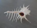 MURICIDAE MUREX TERNISPINA