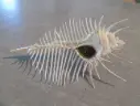MURICIDAE MUREX PECTEN XL