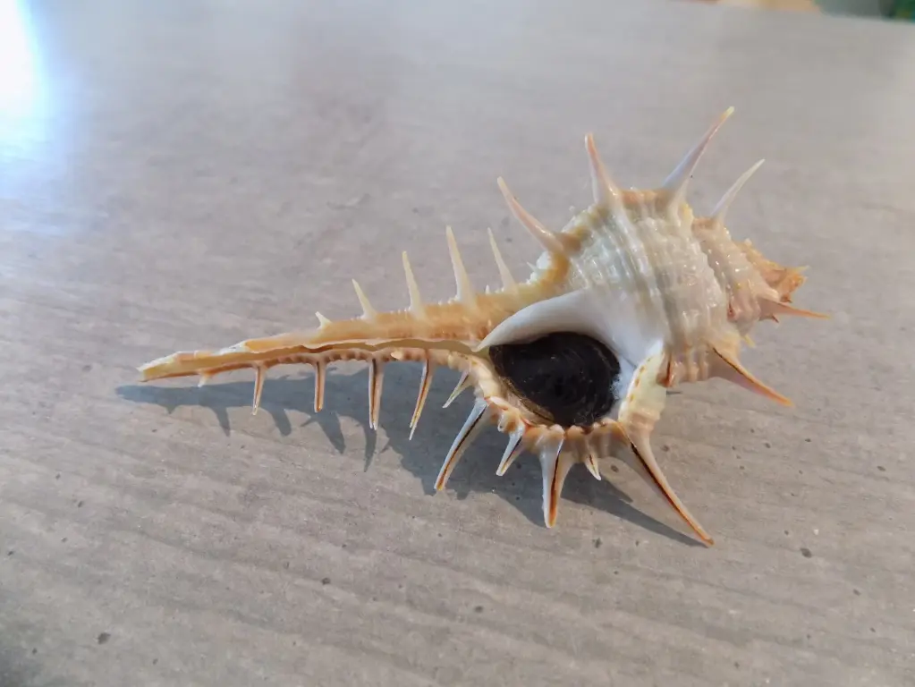 MURICIDAE MUREX AFRICANUS
