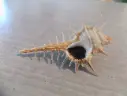 MURICIDAE MUREX AFRICANUS