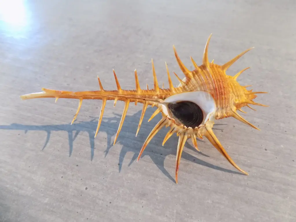 MURICIDAE MUREX TRIBULUS 