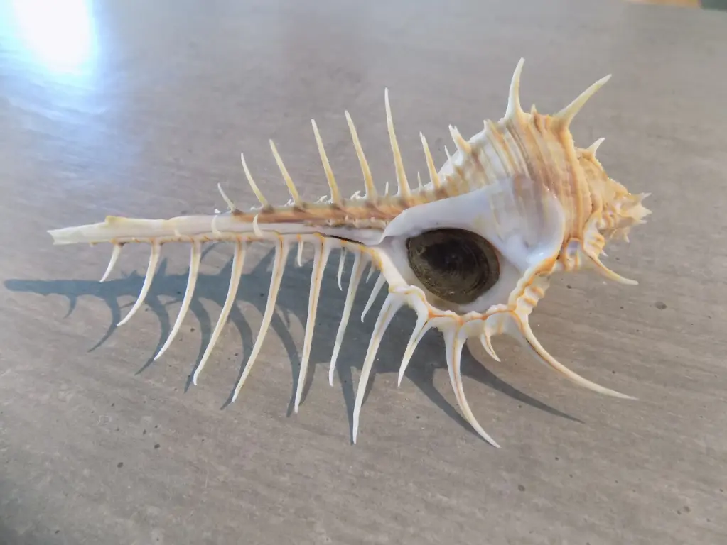 MURICIDAE MUREX ALTISPIRA 