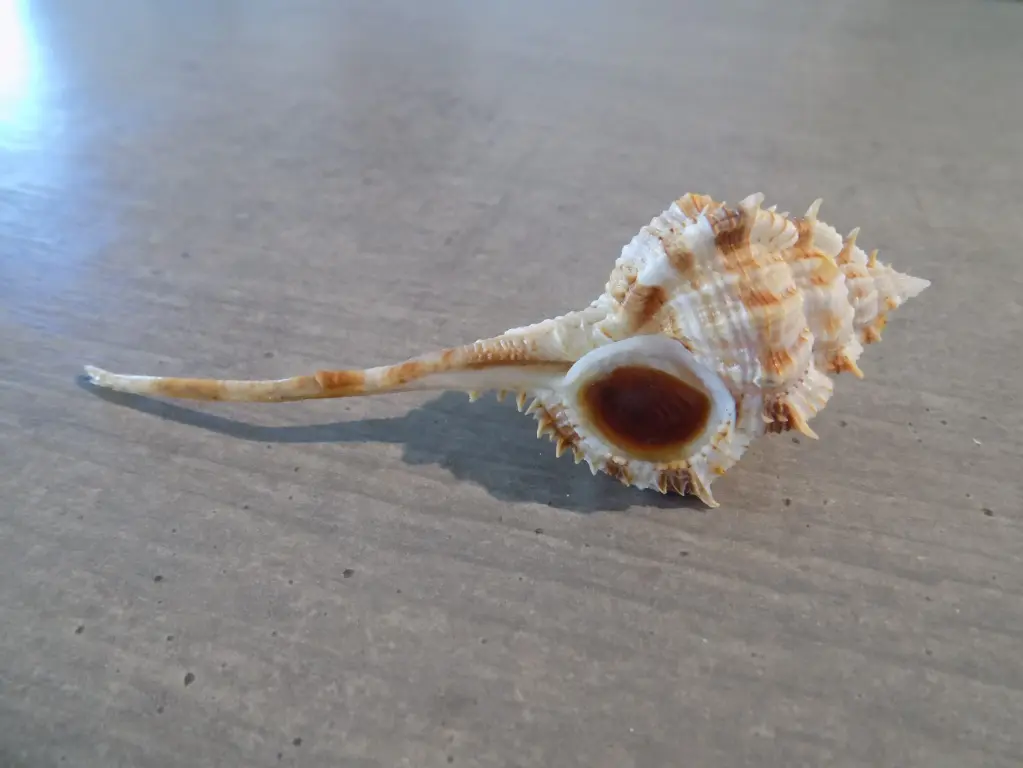 MURICIDAE VOKESIMUREX HIRASEI XL