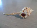 MURICIDAE VOKESIMUREX HIRASEI XL