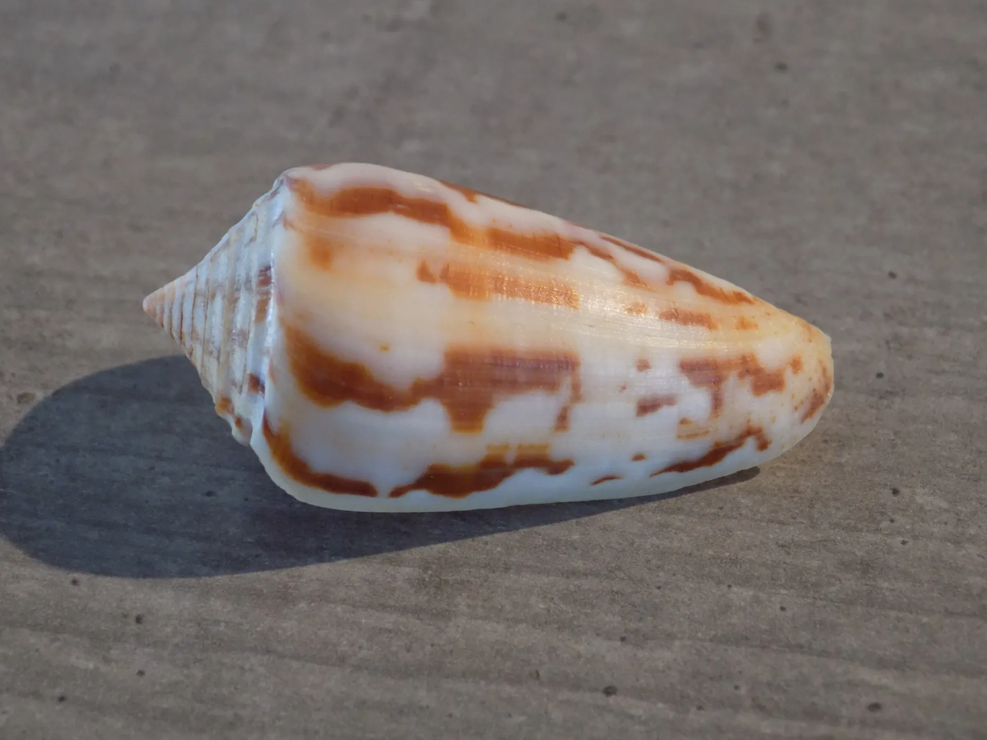 CONIDAE PIONOCONUS GUBERNATOR   F.VEILLARDI   P/C