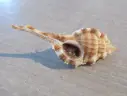 MURICIDAE VOKESIMUREX MALABARICUS